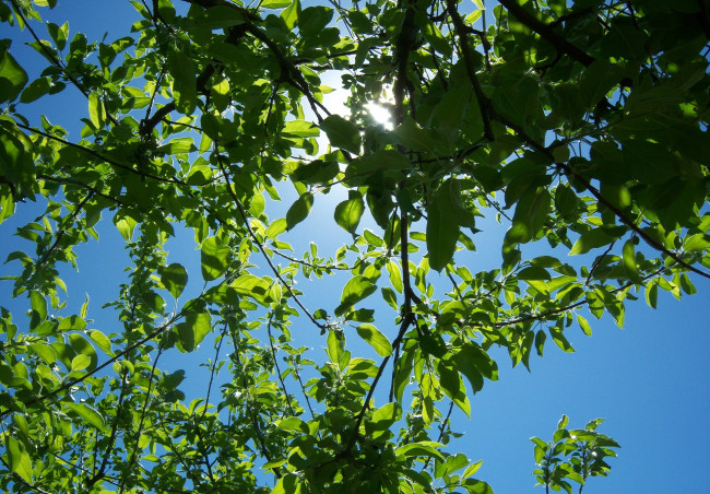 Обои картинки фото природа, листья, весна, красота, дерево, ветви, яблоня, небо, сочно, ярко, солнце