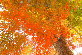 Картинка природа деревья осень дерево листья японский клен