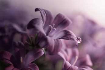 Картинка цветы колокольчики макро капелька лепестки фиолетовые