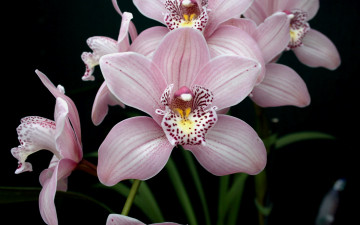 Картинка цветы орхидеи нежный
