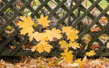 Картинка природа листья лист клен изгородь забор