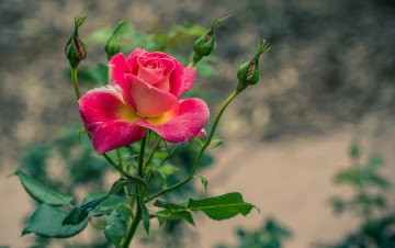 Картинка цветы розы сад куст листья лепестки бутон роза