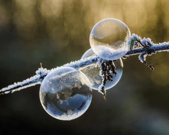 Обои картинки фото природа, макро, иней, мороз, зима, ветка, пузыри