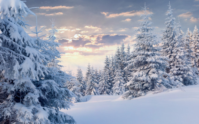 Обои картинки фото природа, зима, лес, облака, снег, ёлки