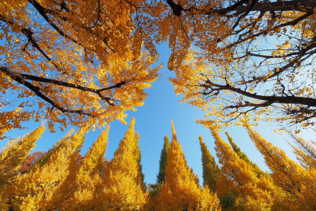 Обои картинки фото природа, деревья, осень, лес, небо