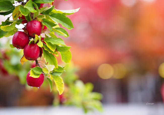 Обои картинки фото природа, плоды, вода, капли, листья, роса, яблоки