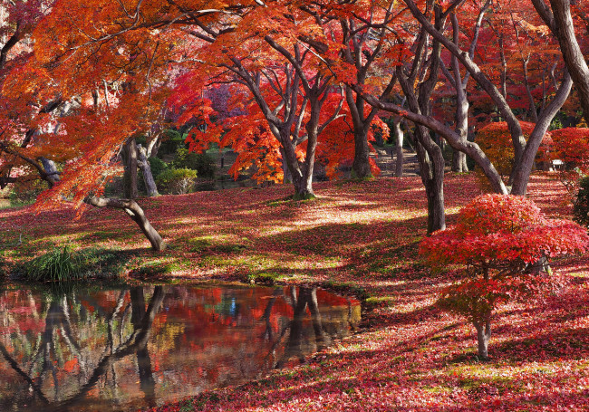 Обои картинки фото природа, реки, озера, деревья, осень, лес