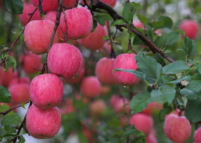 Обои картинки фото природа, плоды, осень, капли, вода, роса, урожай, яблоки, сад