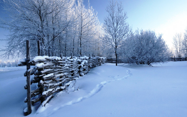 Обои картинки фото природа, зима, снег, изгородь, следы, кусты, деревья