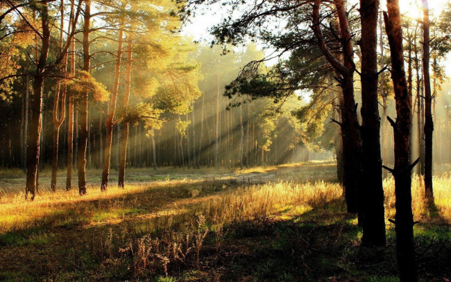 Обои картинки фото природа, лес, свет, деревья