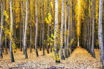Картинка природа лес роща березы осень