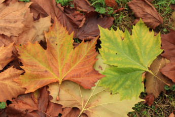 Картинка природа листья трава осень листопад кленовые