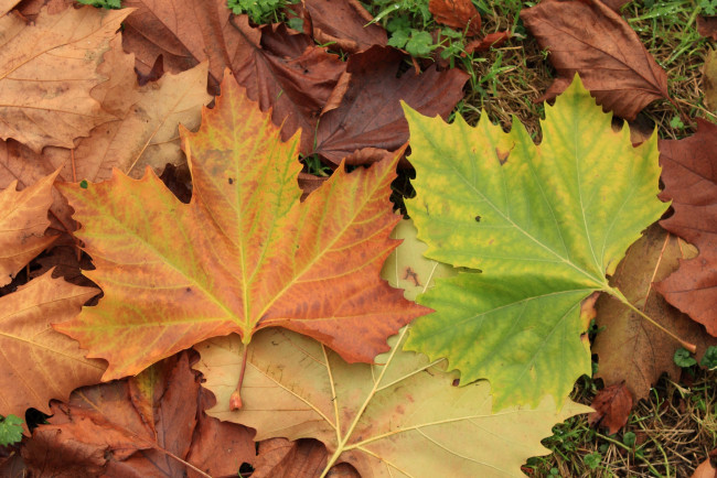 Обои картинки фото природа, листья, трава, осень, листопад, кленовые