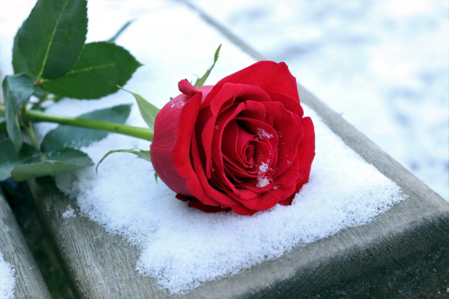 Обои картинки фото цветы, розы, лепестки, роза, снег