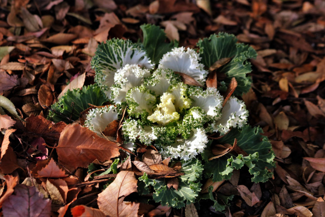 Обои картинки фото цветы, декоративная капуста, листья