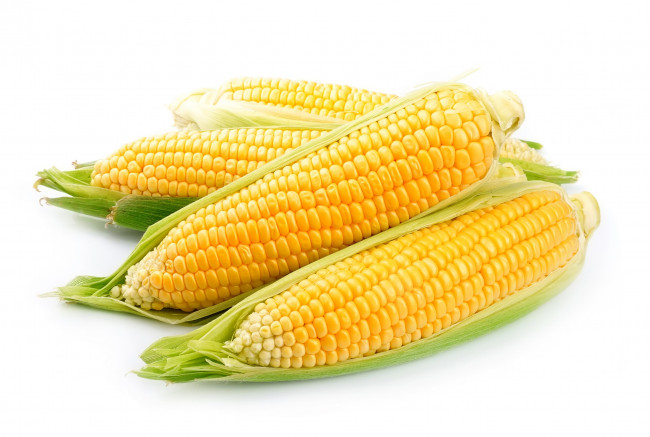 Обои картинки фото еда, кукуруза, спелая, початки