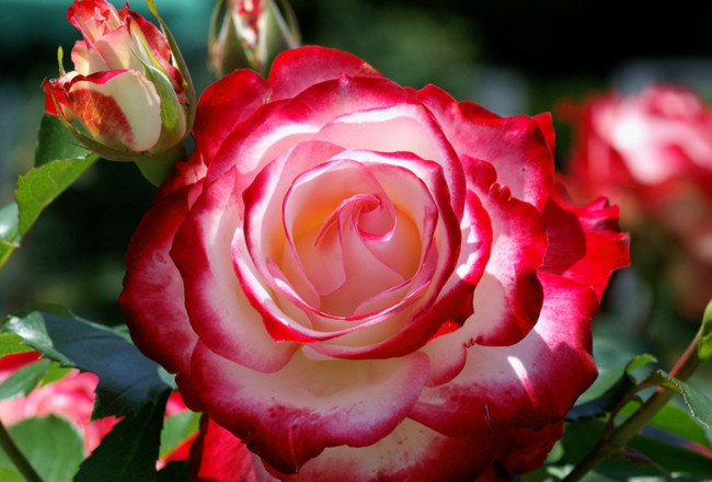 Обои картинки фото цветы, розы, двухцветная, роза, бутоны, макро
