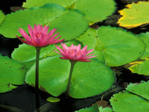 Картинка water lily helani gardens maui цветы лилии водяные нимфеи кувшинки