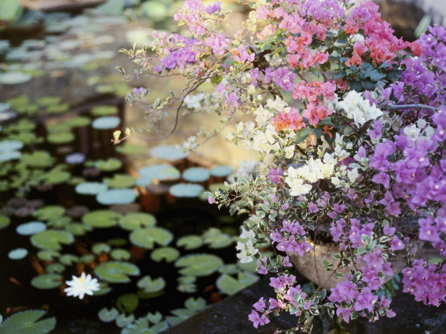 Обои картинки фото water, garden, bali, цветы, бугенвиллея