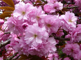 Картинка цветы сакура вишня ветки цветение розовый