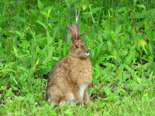 Картинка животные кролики зайцы заец трава лето