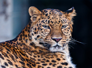 Картинка животные леопарды красивая дикая кошка морда смотрит леопард лежит