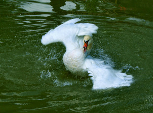 Картинка животные лебеди брызги вода