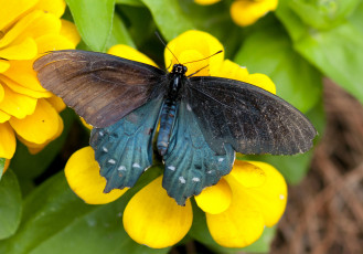 Картинка животные бабочки крылья цветок