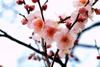 Картинка цветы цветущие деревья кустарники слива
