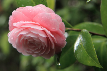 Картинка цветы камелии розовый капли