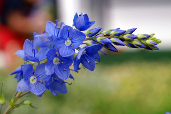 Картинка цветы немофилы вероники синий
