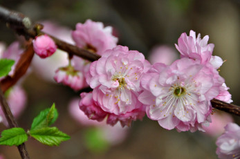 Картинка цветы сакура вишня ветка розовый
