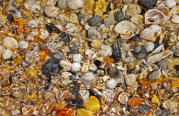 Картинка разное ракушки кораллы декоративные spa камни вода