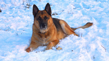 Картинка животные собаки собака снег