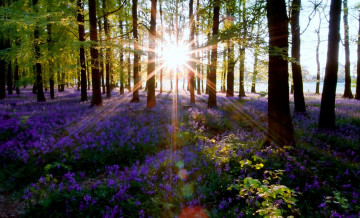 Картинка природа восходы закаты цветы деревья лес солнце
