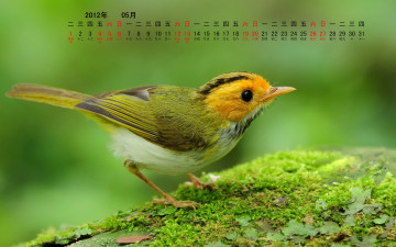Картинка календари животные ветка птица