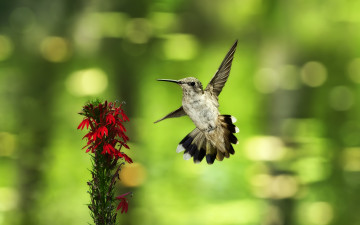 Картинка животные колибри полёт цветок