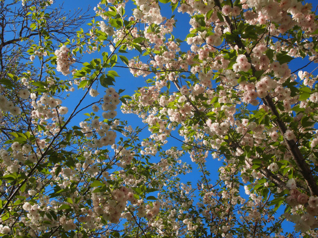 Обои картинки фото болгария, цветы, сакура, вишня, весна