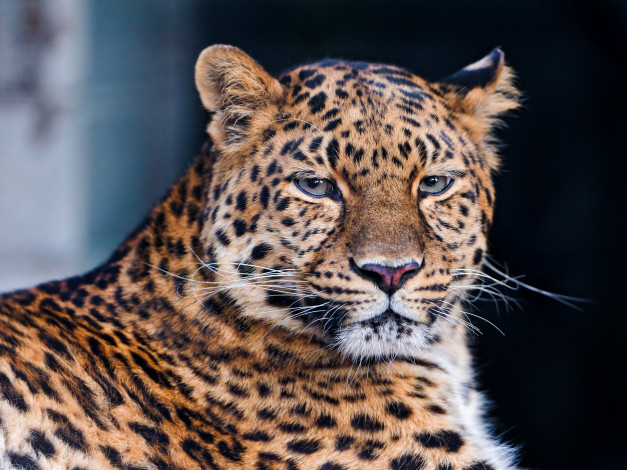 Обои картинки фото животные, леопарды, красивая, дикая, кошка, морда, смотрит, леопард, лежит