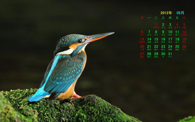Обои картинки фото календари, животные, камень, птица