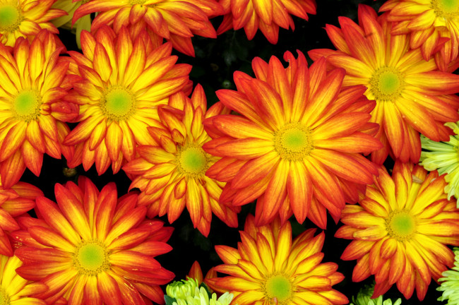 Обои картинки фото цветы, хризантемы, оранжевый