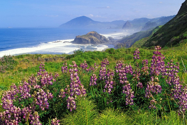 Обои картинки фото природа, побережье, трава, цветы, скалы, море, горы, небо