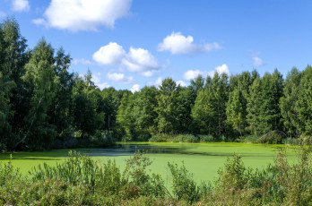 Картинка природа реки озера ряска лес