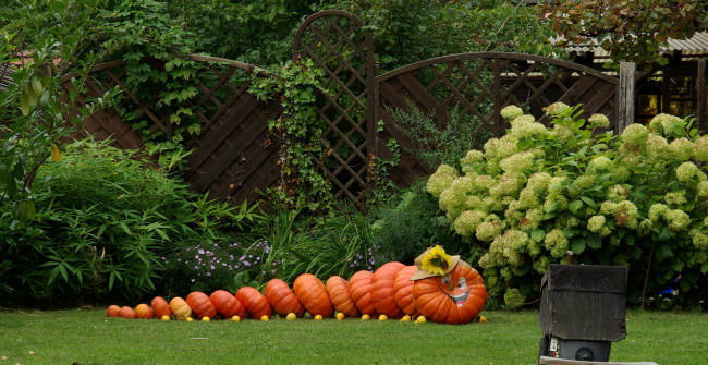 Обои картинки фото праздничные, хэллоуин, сад, забор, кусты, цветы, тыквы, урожай