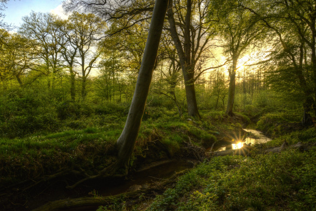 Обои картинки фото природа, лес, ручей, солнце, отражение