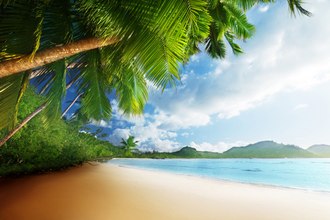 Обои картинки фото природа, тропики, солнце, пляж, песок, море, пальмы, небо, берег, океан
