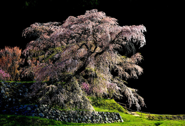 Обои картинки фото природа, деревья, сакура