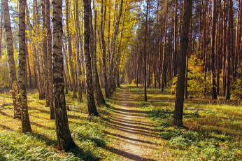 Картинка природа дороги деревья лес