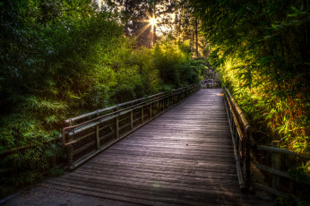 Картинка природа дороги мост лес
