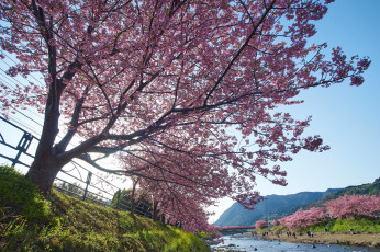 Картинка природа парк цветение весна дерево
